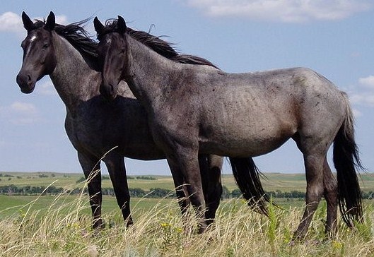 Indian Pursuit Dark Horse